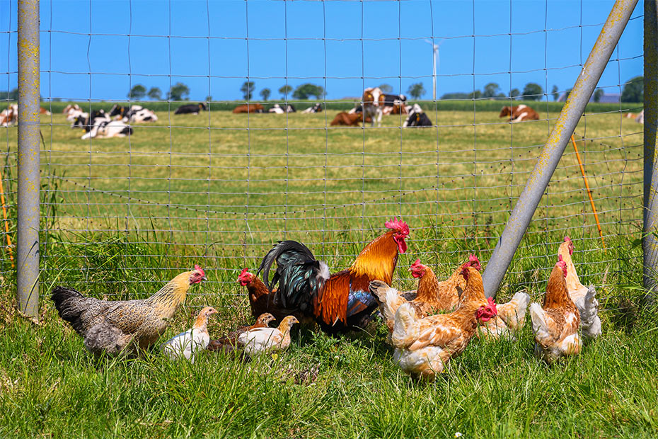 Foto aus der Fotogruppe 
