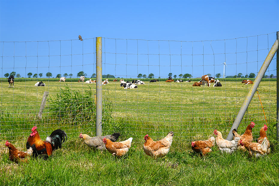 Foto aus der Fotogruppe 