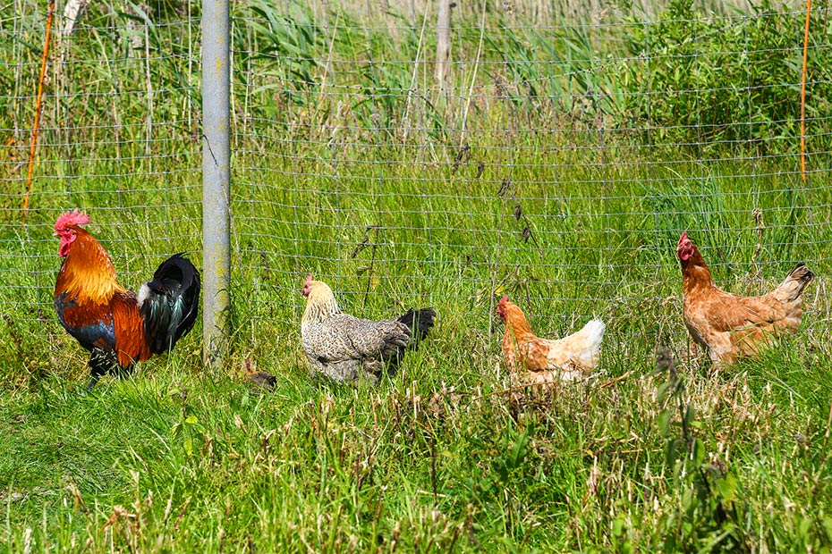 Foto aus der Fotogruppe 